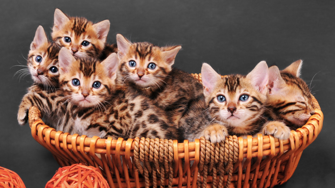 Ilyen macskákat vesznek a tehetős magyarok: íme a világ 12+1 legdrágább cicája