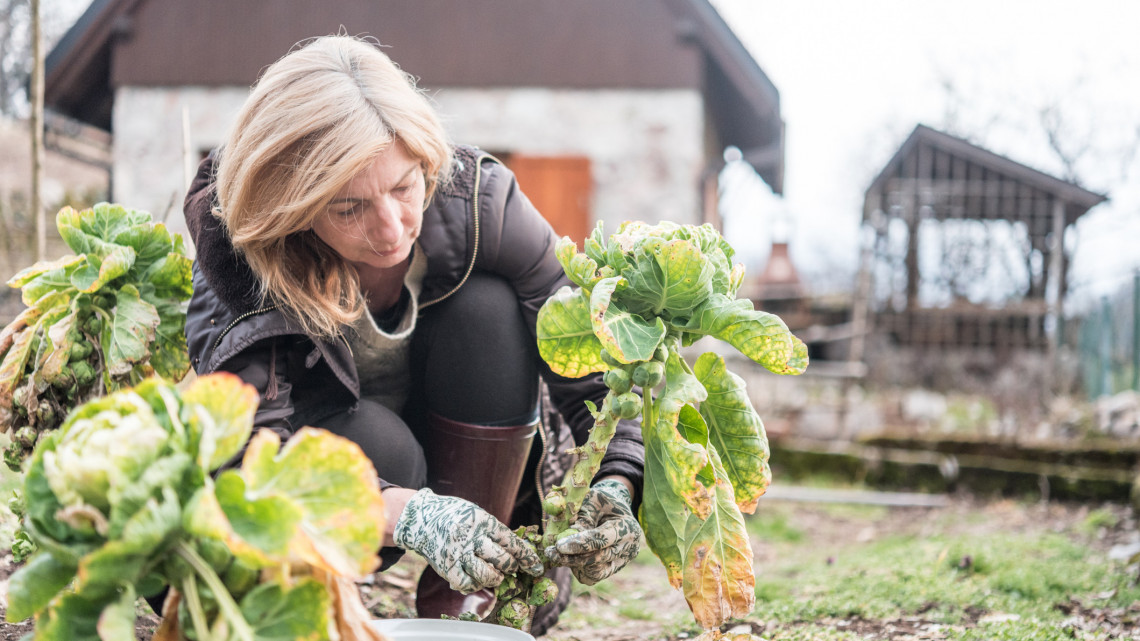 Ezek a legsürgetőbb kerti munkák februárban: íme a 6+1 pontos feladatlista
