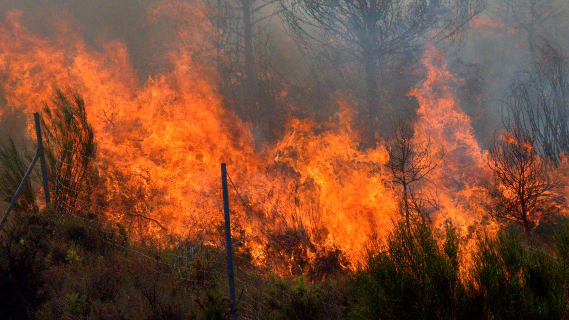 Lángolt a berek és a nádas a Balatonnál: 15 hektáron pusztított a tűzvész Fonyódon +Videó