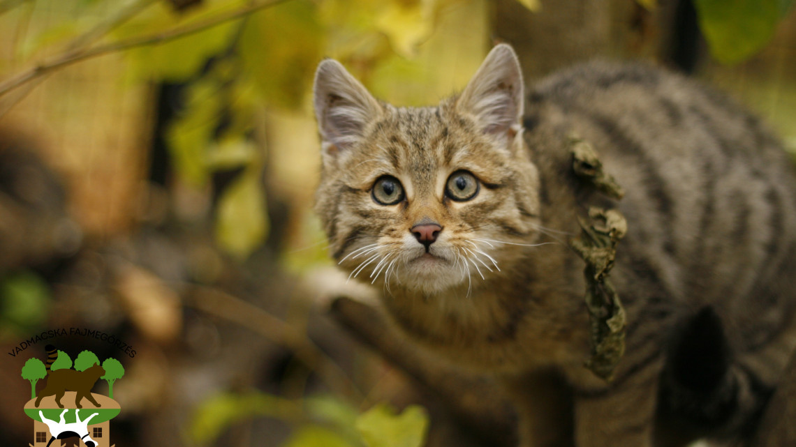 Eltűnhetnek a magyar erdőkből ezek a ritka állatok: nagy kár lenne a kis ragadozókért!