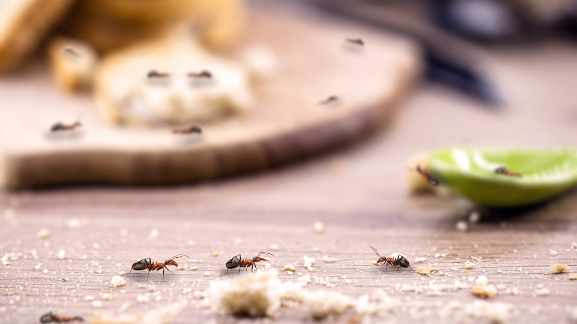 Így szabadulhatsz meg könnyedén a hangyáktól: ezek a trükkök tényleg beválnak!