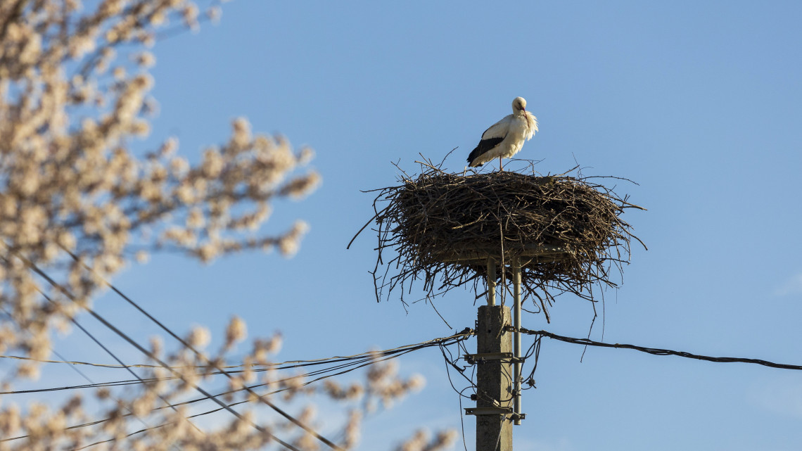 Őrület, ami a gólyákkal történik Magyarországon: el sem fogod hinni a legújabb fejleményt