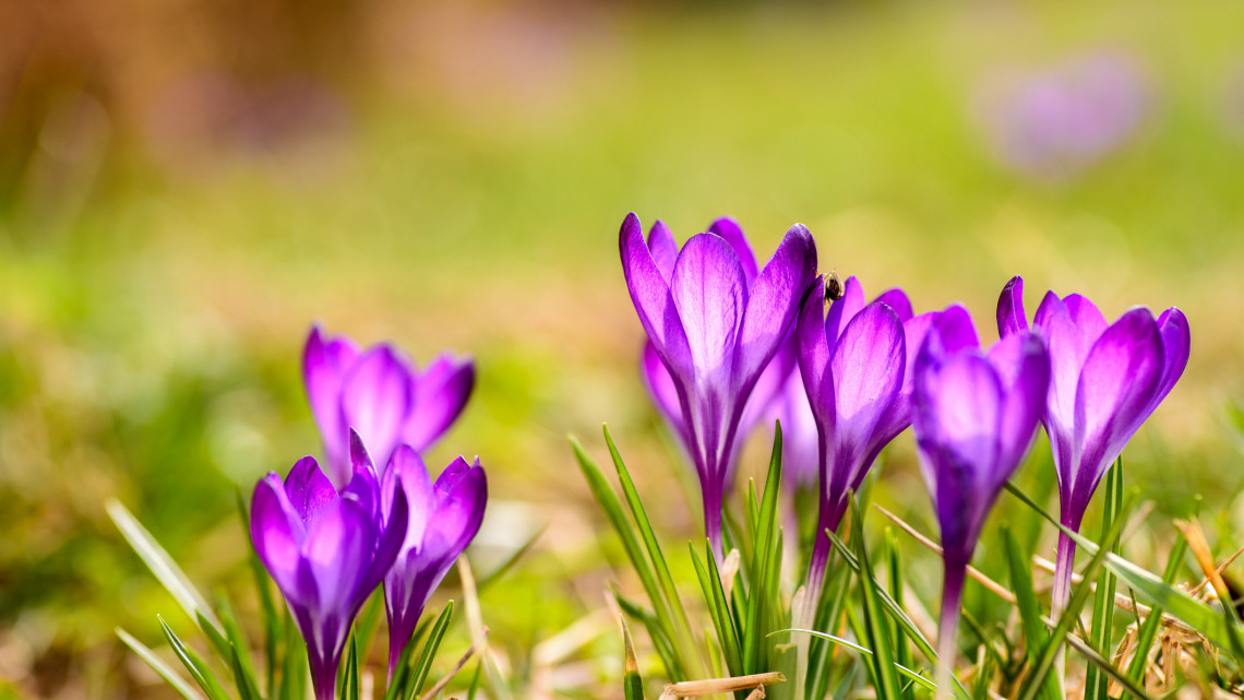 Hoppá, készülődik a tavasz: itt-ott már virágzik a Kiskunságban a tarka sáfrány + Fotók