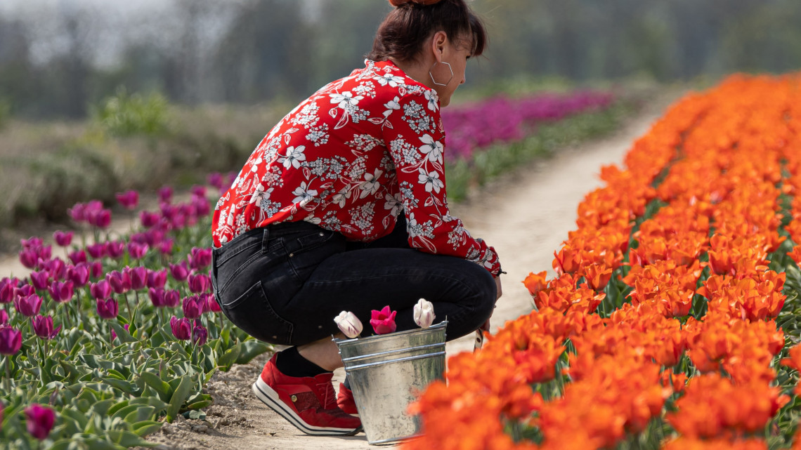 Nyílnak a vidéki tulipános farmok: ennyiért szedheted magad idén a szezon slágereit