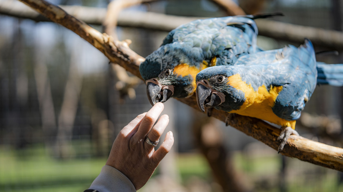 Észbontó cukiságok: az egyik legritkább papagájfajjal gyarapodott a vidéki zoo