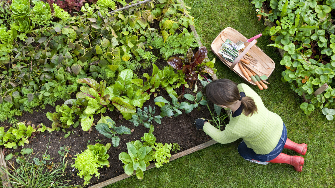 Így turbózzák fel a földet az élelmes kertészek: filléres trükkök, amik tényleg működnek is