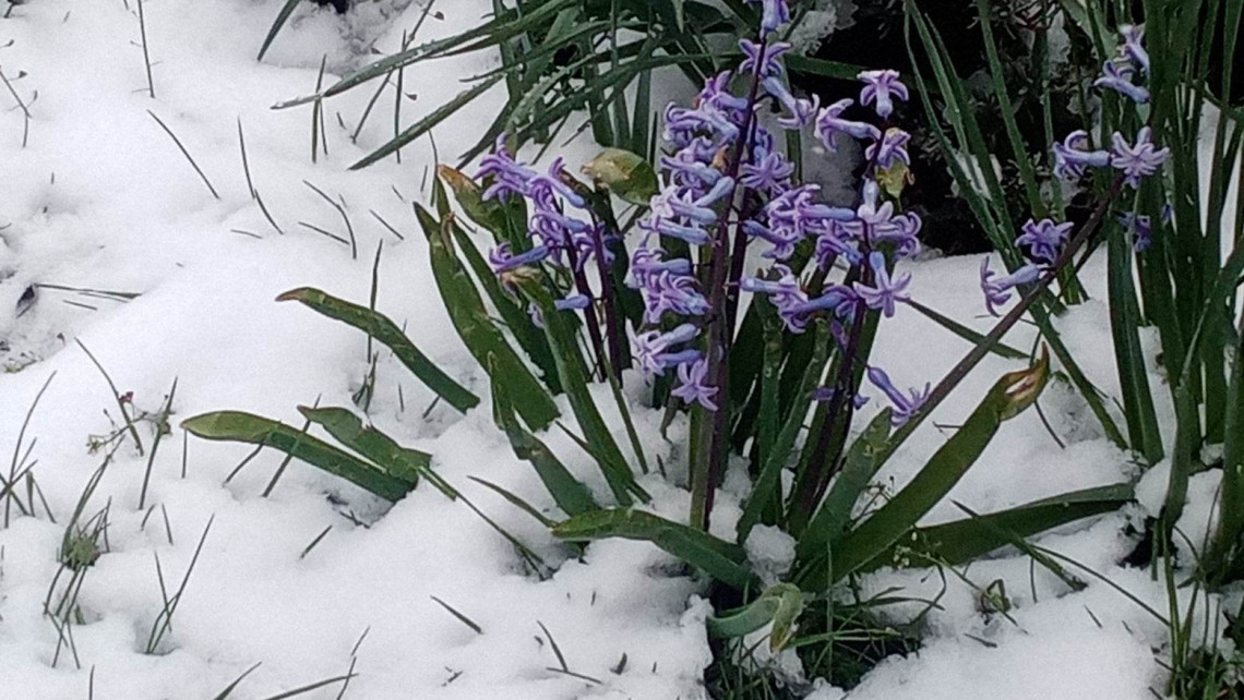 Sokkoló fotók: ezerrel virágzik a tavasz, de a tél megmutatta, ki az úr; idén utoljára?!