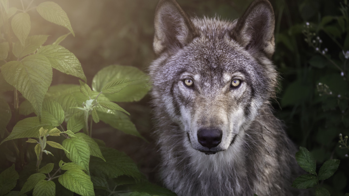 Kiderült, ki lőhette ki a jeladós svájci farkast: 3 év börtönt is kaphat az elkövető