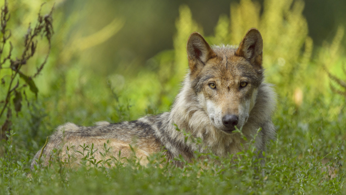 Petíció indult a lelőtt farkasért: 3 kilométer választotta el attól, hogy megmeneküljön