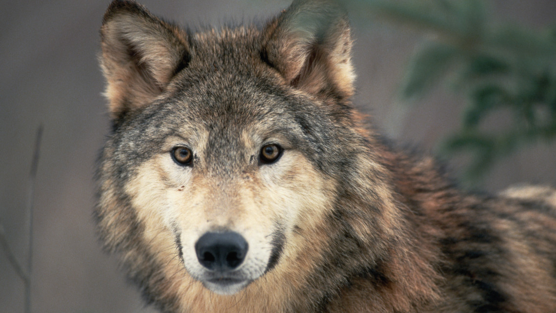 Mennyit ér egy farkas élete? Újabb fejlemények a lelőtt vadállat ügyében