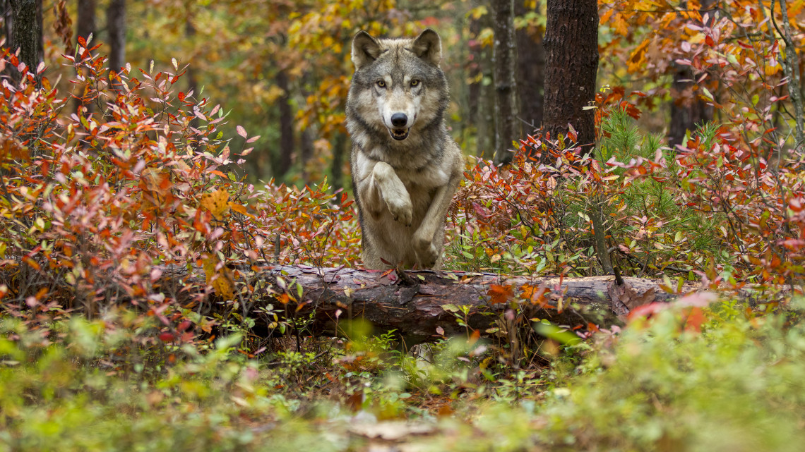 Élnek farkasok a magyar erdőkben is: mutatjuk, hol láthatjuk őket