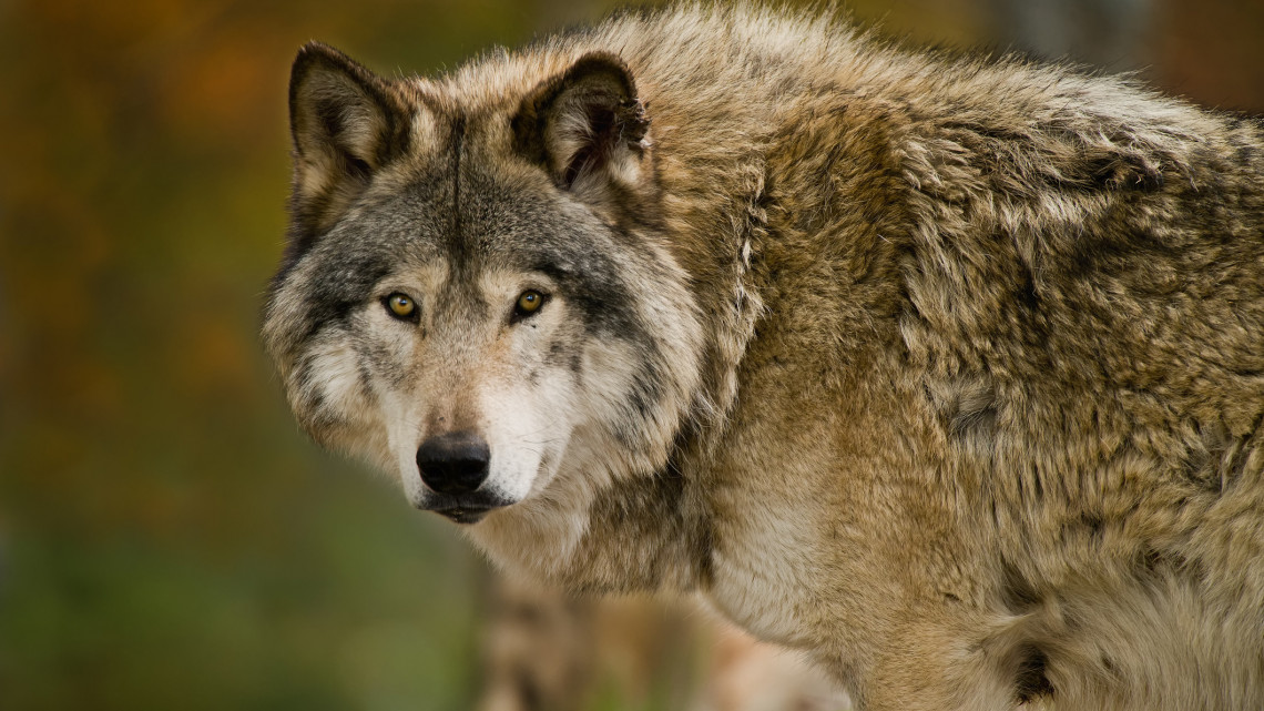 Újabb fejlemények a lelőtt farkasról: vétlen családon ütöttek rajta a kommandósok