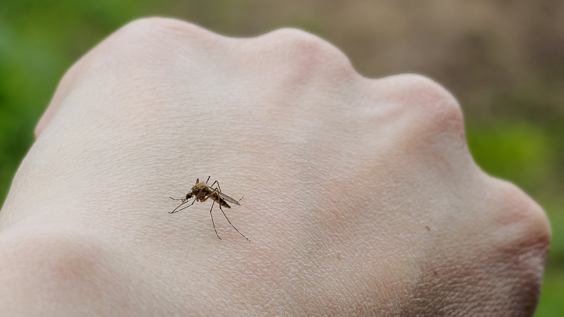 Támadnak a vérszívók: ezek a legjobb szúnyogirtási praktikák, amit bevethetsz a lakásban, kertben