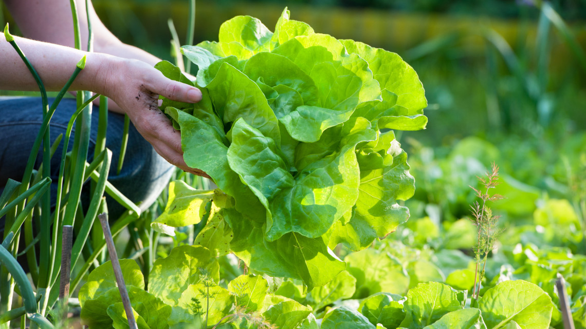 Méregdrágán kínálják a piacon a tavaszi salátát: fillérekből mi is megtermelhetjük, kert sem kell hozzá