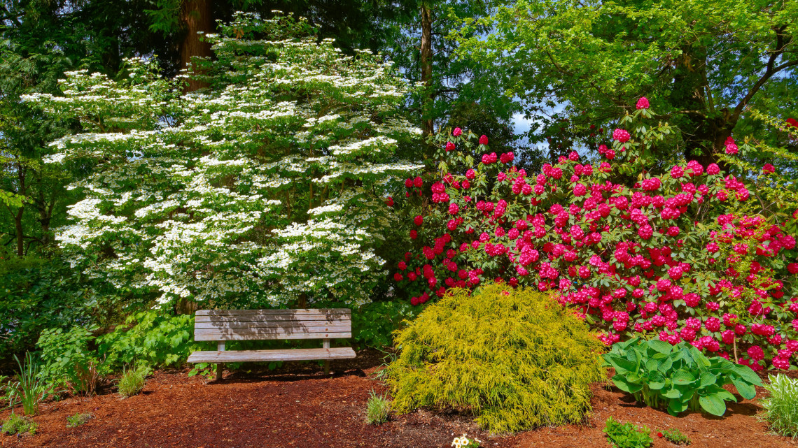 Bakancslista: 5 káprázatos vidéki kert, ahol tömegével virágoznak a rododendronok
