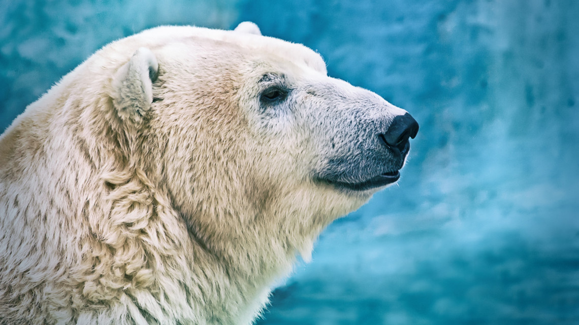 Ilyen még nem volt a magyar vidéken: jegesmedve tenyészközpontot adnak át Nyíregyházán