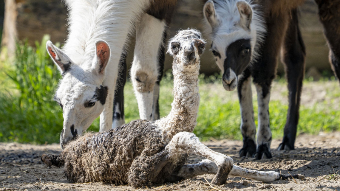 Észbontó cukiság született: ez a bébi dobja fel a vidéki állatkert gyermeknapját + fotók
