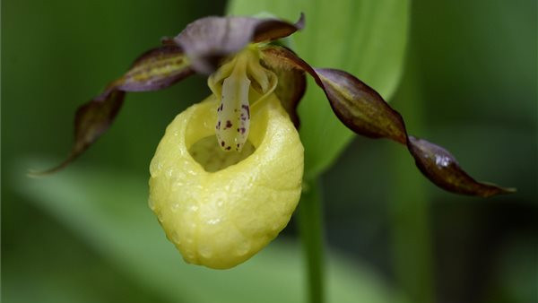 Már virágzik a legdrágább hazai vadon élő orchidea: le ne tépd, horror bírság járhat érte!
