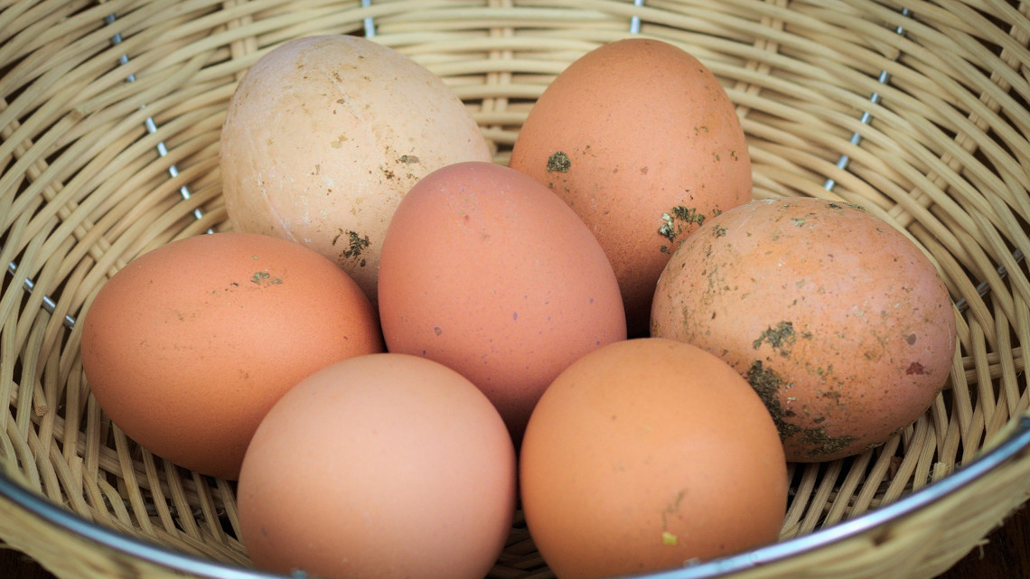 Penészes, jelöletlen árut talált a NAV: 20 ezer tojást kell itt megsemmisíteni