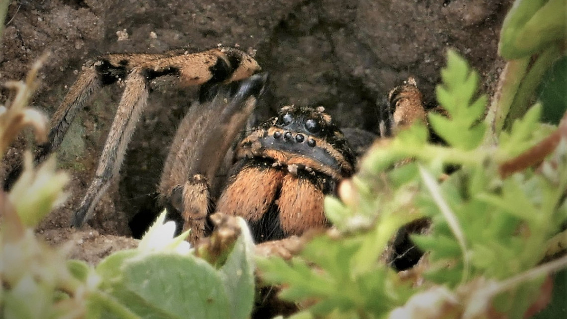 Ijesztő pókok jelentek meg a magyar kertekben: ezt kell tudni róluk, ilyen a csípésük