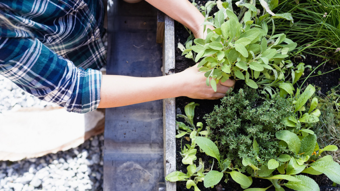 Hagyd a drága bolti szereket: íme a filléres módszer, amivel megszabadulhatsz a kerti kártevőktől