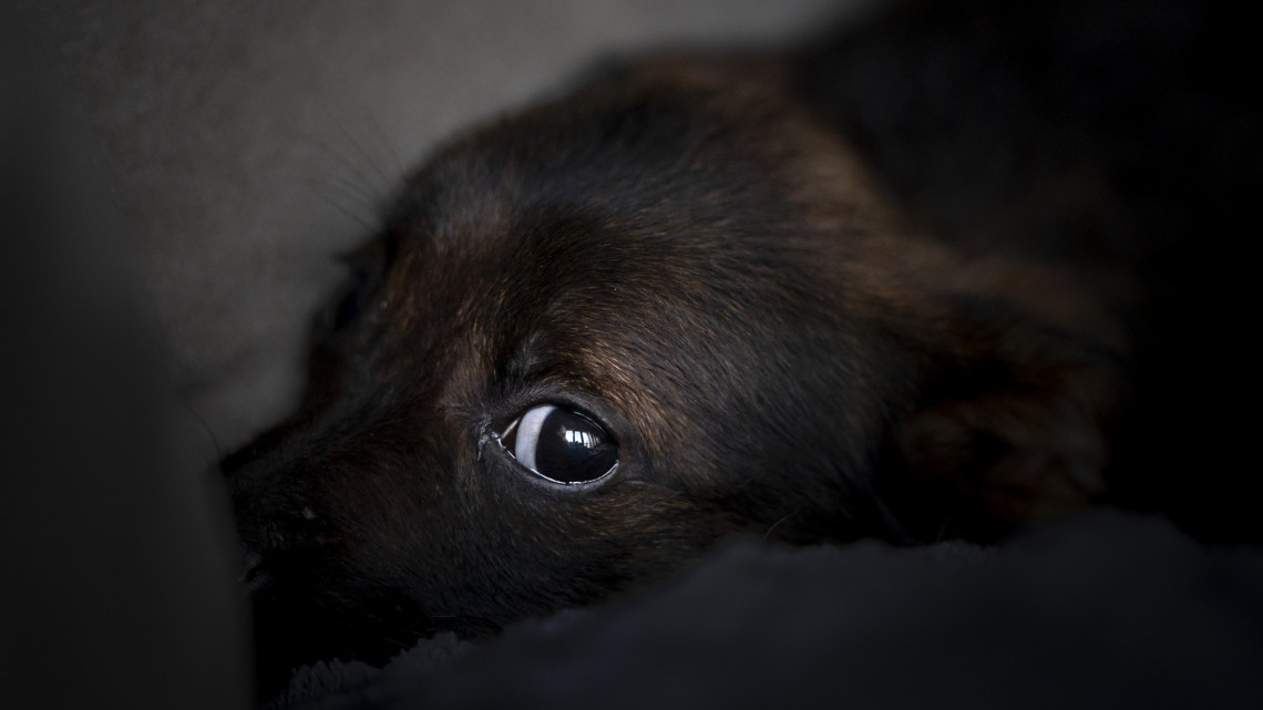 Szörnyűség, amire nincs magyarázat: agyonlőttek egy kutyát Dabason