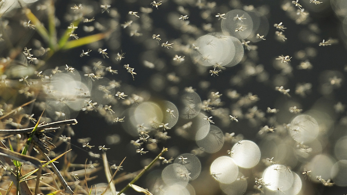 Ezt már nem lehet bírni: szúnyoginvázió keseríti meg sok vidéki életét, ezt tervezi a hatóság