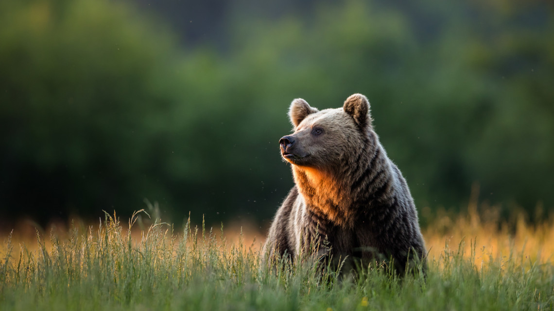 Újabb medvét fényképeztek a magyar erdőben: erre kóborolt a megtermett példány