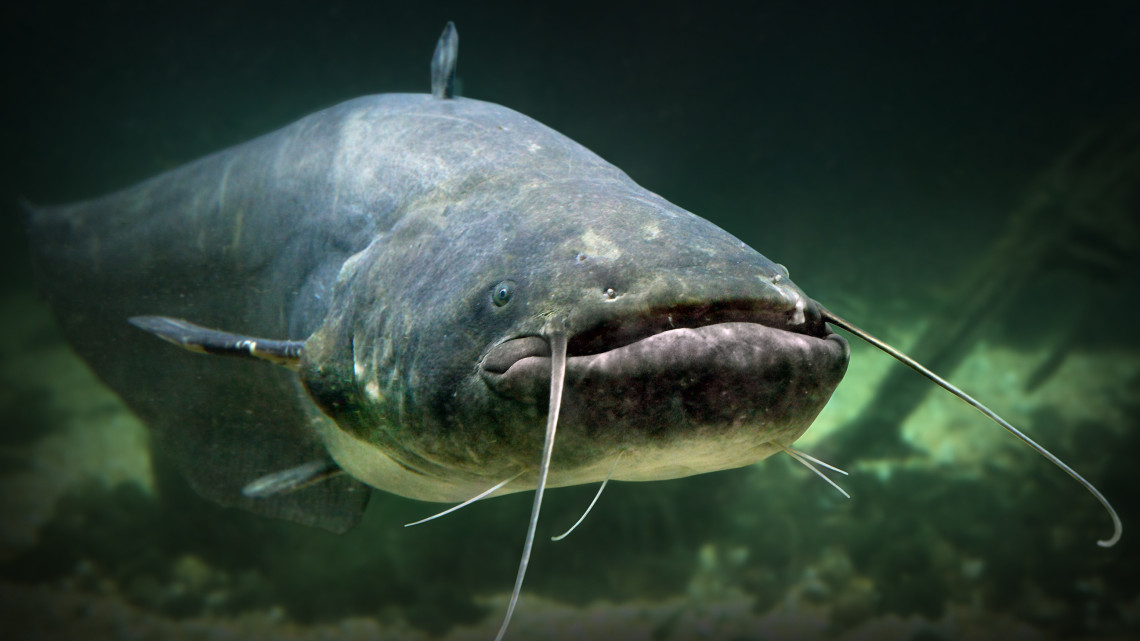 Újabb gigantikus méretű szörnyet fogtak a horgászok: egyre-másra érkeznek a nagy halak