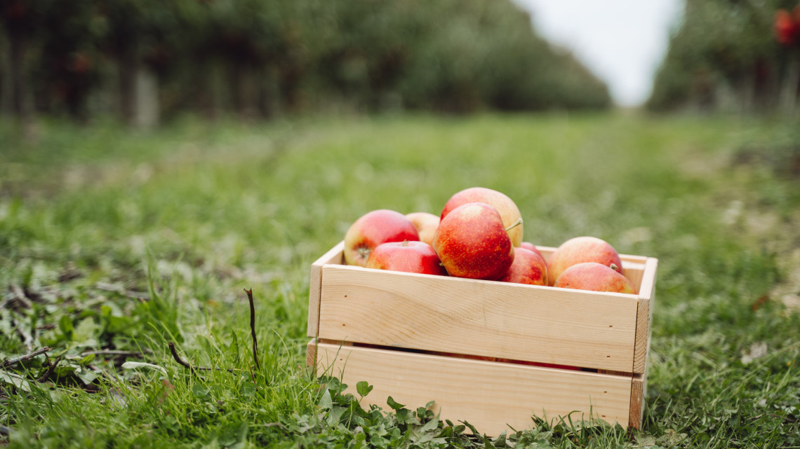 Lesz hazai alma, de milyen áron: ennyit kérnek el ősztől a szezon slágergyümölcséért