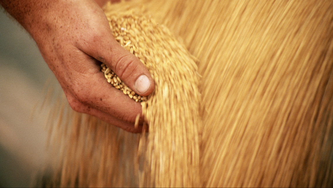 Ukrán gabonaügy: az időnyerés a cél több tagállamban is