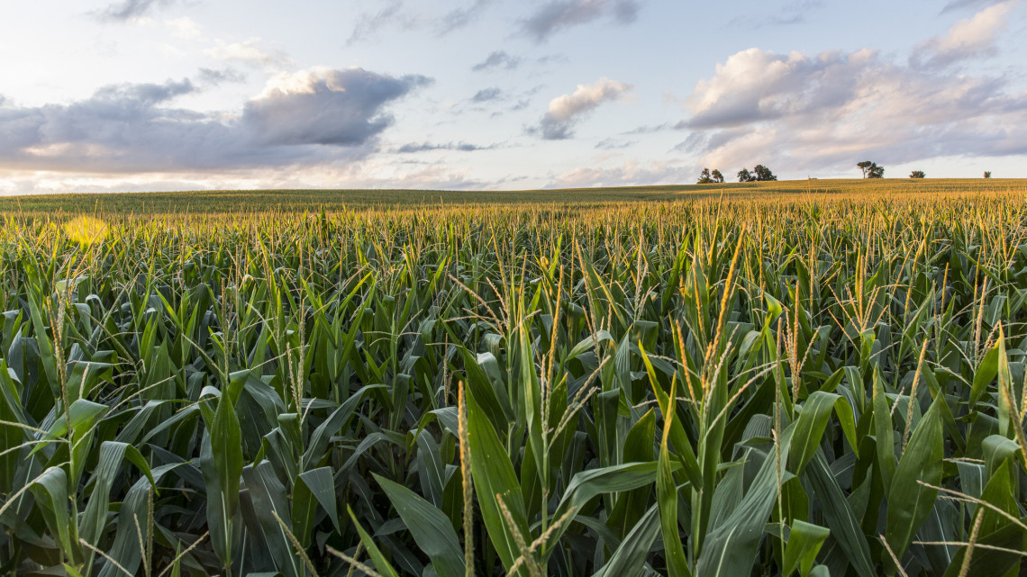 Erős kihvó a magyar földeken: búcsút inthetünk a kukorica termesztésnek?