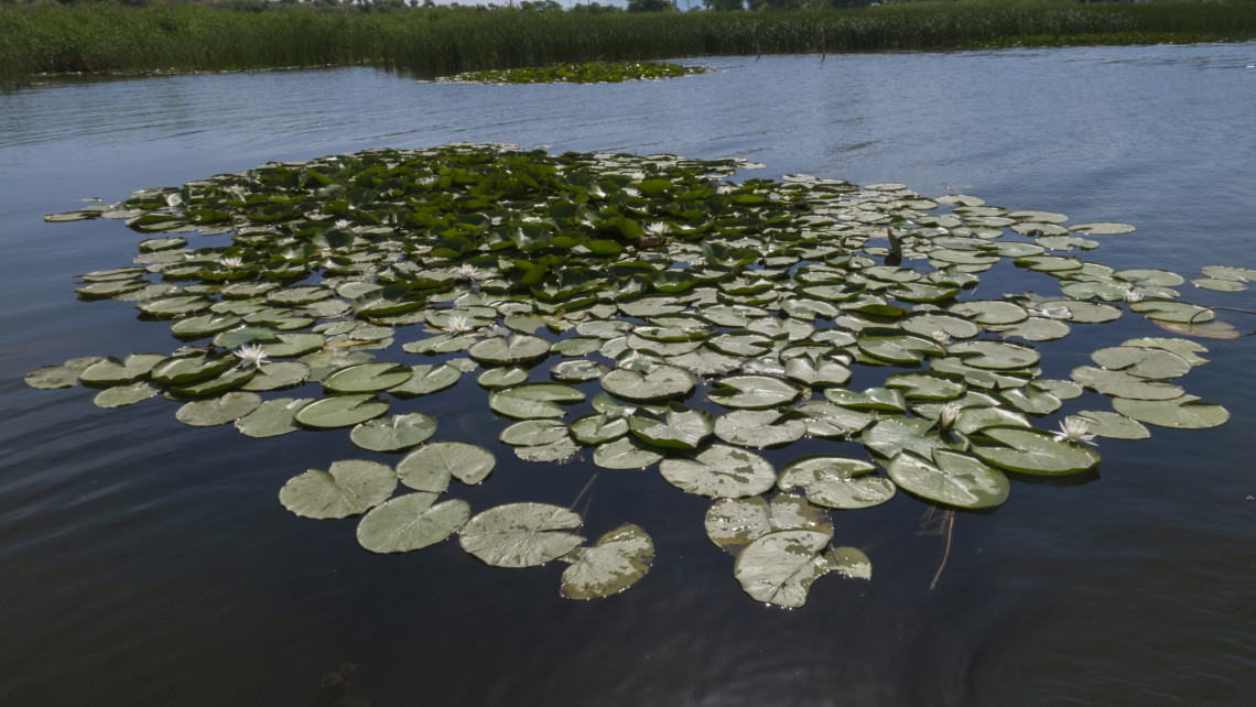 Szokatlan dolog törénik éppen a Tisza-tónál: a meleg időjárás lehet az oka + fotók