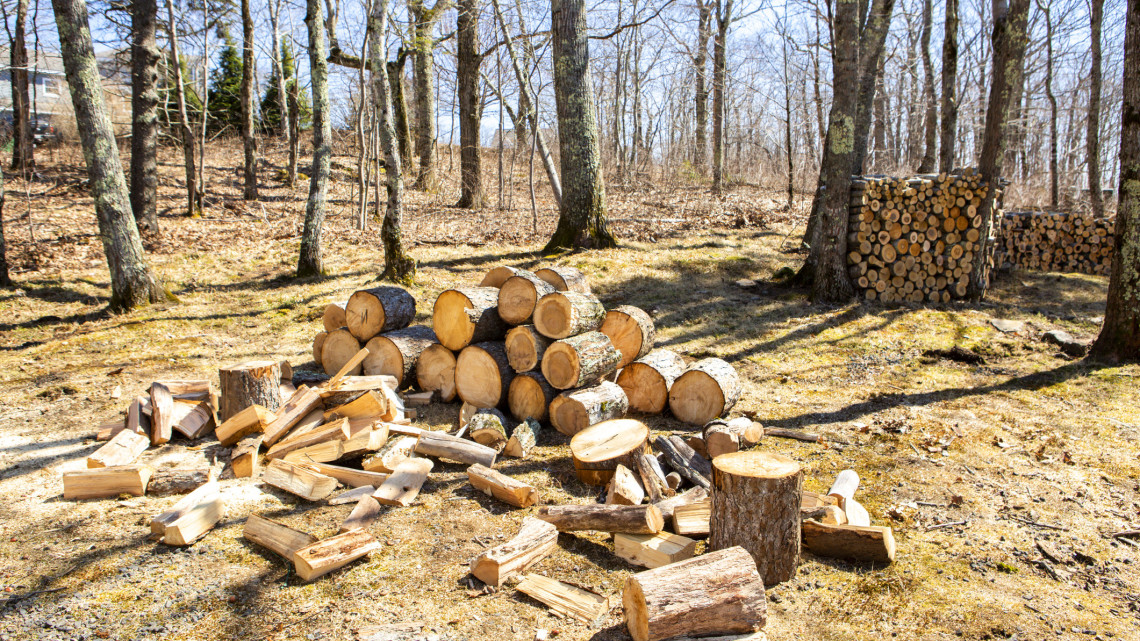 Itt az új szezon, mégis szenved a hazai fakitermelés: nem lesz tűzifánk?