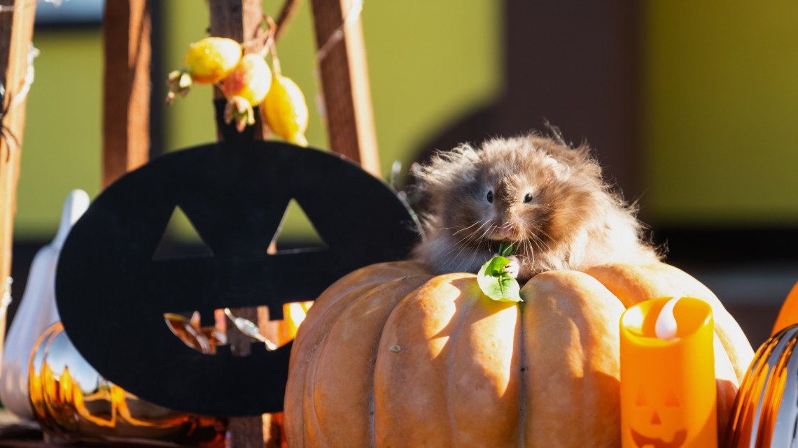 Ötnapos Halloween-i rendezvénnyel zárja a szezont a vidéki állatkert: ezek a programok várhatók