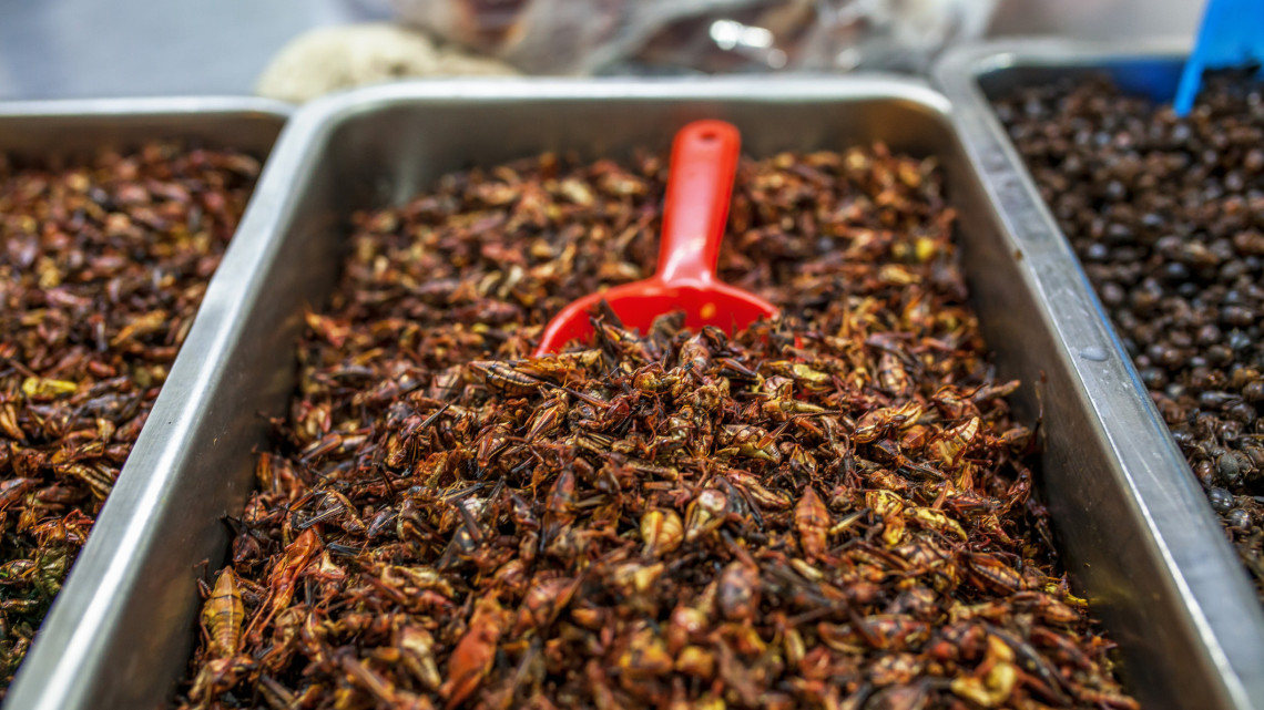 Hiába undorodnak tőle rengetegen: elkerülhetetlen lesz, hogy rovarokat együnk?