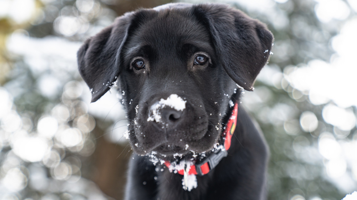 Rejtett veszélyeket hordoz a téli fagy: erre vigyázz, ha odakint tartod állataidat