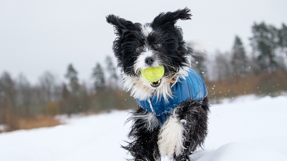 Kutyatartók, figyelem! Ezeken az apróságokon múlhat kedvenced egészsége télen