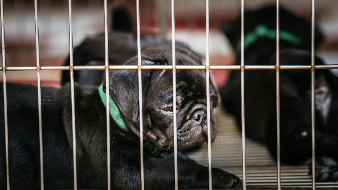 Letartóztatták a vidéki cégvezetőt: több ezer kutyát szállított külföldre feketén