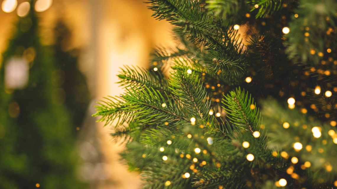 Rejtély Borsodban: hogyan került egy feldíszített karácsonyfa a Mályi-tóba? + Videó