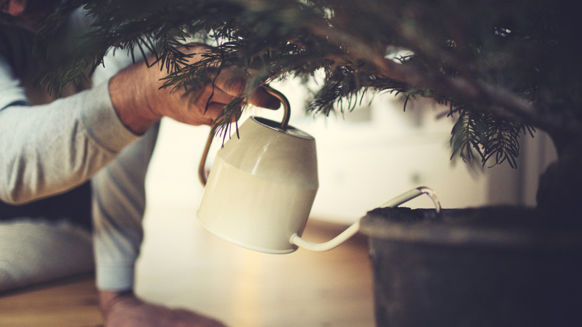 Úri muri vagy valóban jó befektetés? Így élheti túl a karácsonyt a cserepes fenyőfa