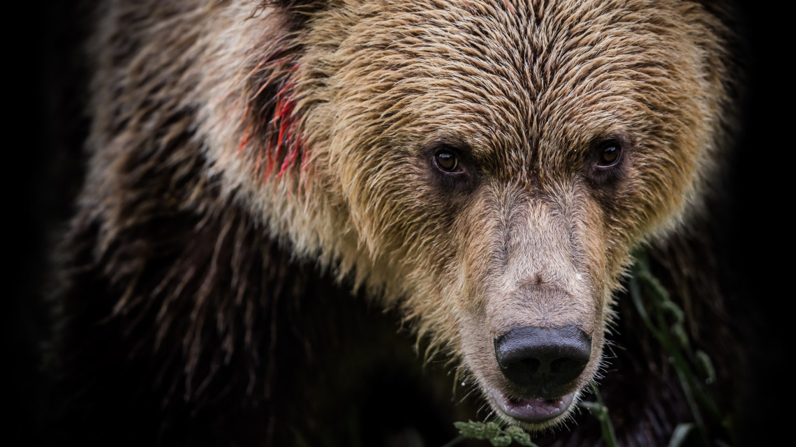Medvetámadás a Felvidéken: ebben a körzetben fokozott veszélyt jelentettek