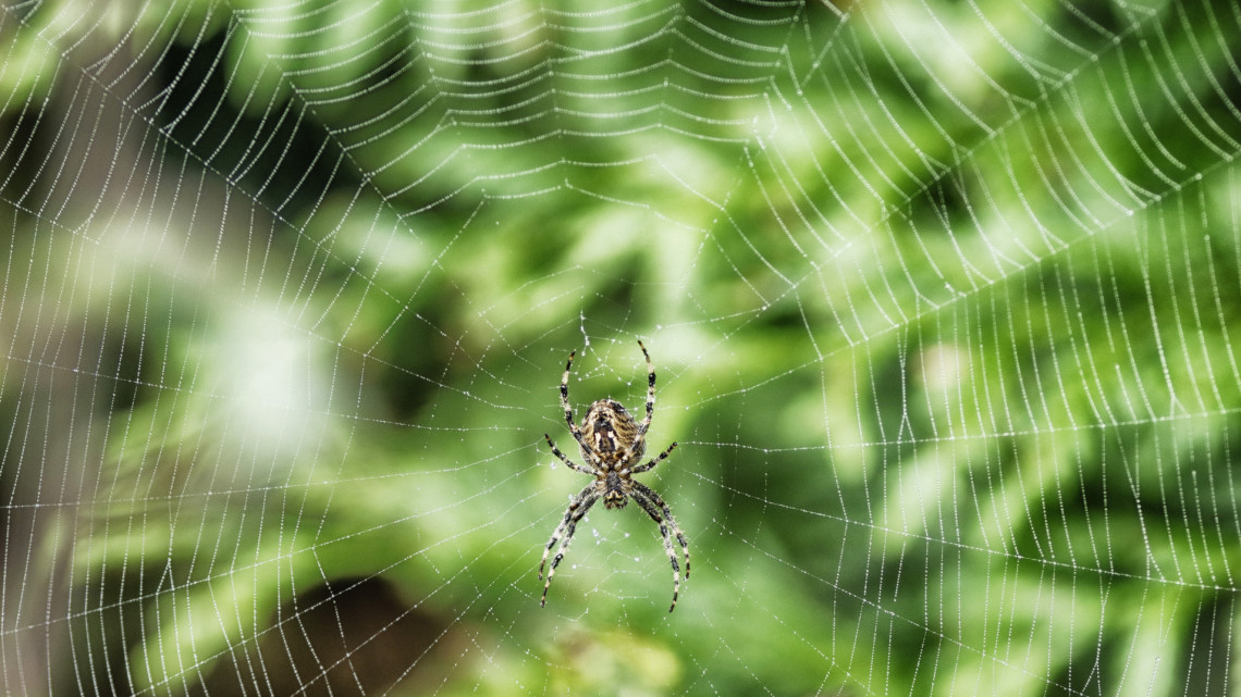 Nem is gondolnád, hogy milyen pókok lapulhatnak a kertedben: de vajon veszélyesek?