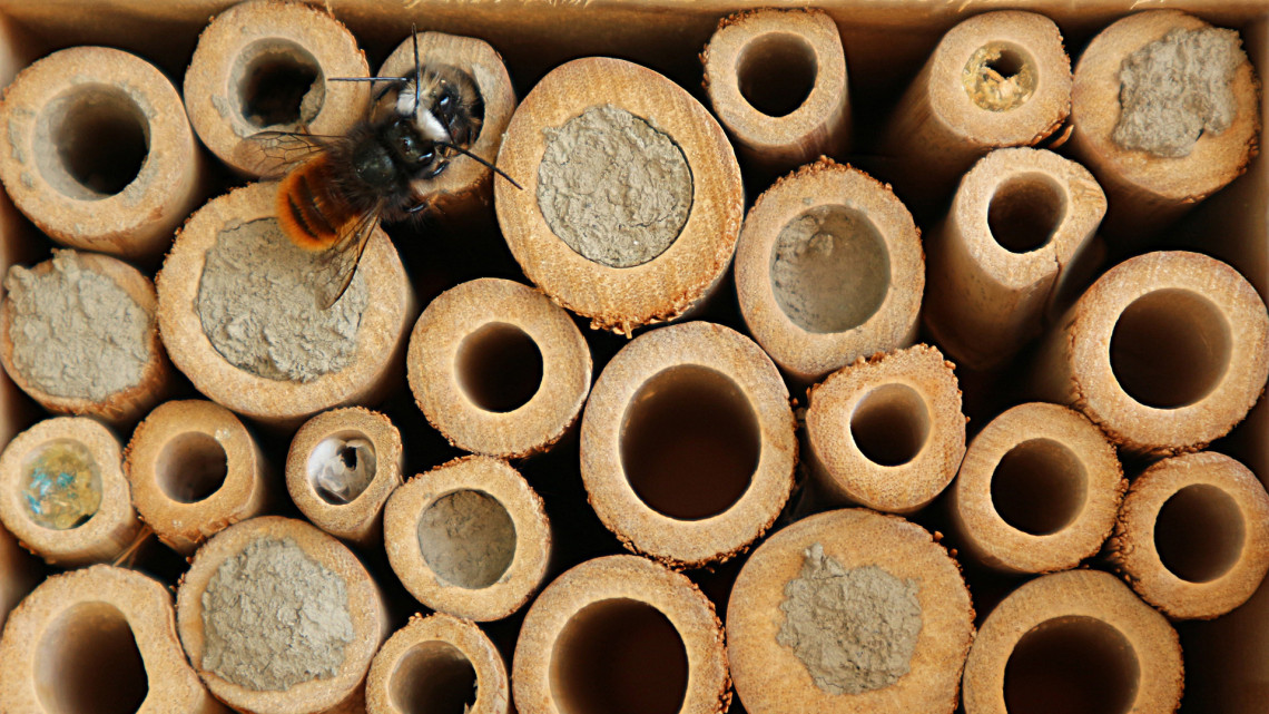 Óvodás gyerekek is elkészíthetik: így segítik a rovarhotelek a beporzókat