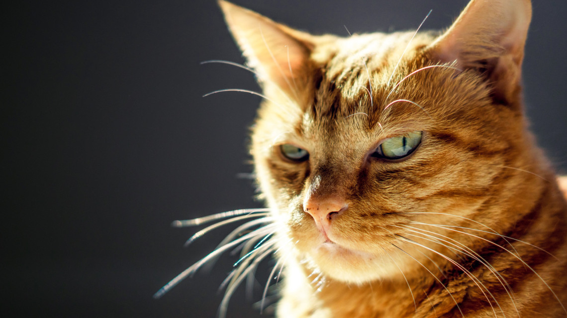 Elképesztő dolog derült ki a szabolcsi macskáról: pusztító vírus terjed a vidéki Magyarországon