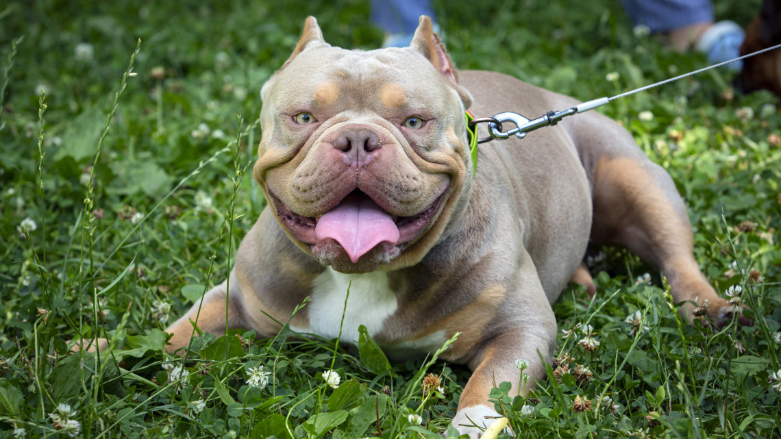 A hazai állatorvos állítja: vérengző fenevad lehet egy francia bulldog is, nem kell ahhoz XL-es méret