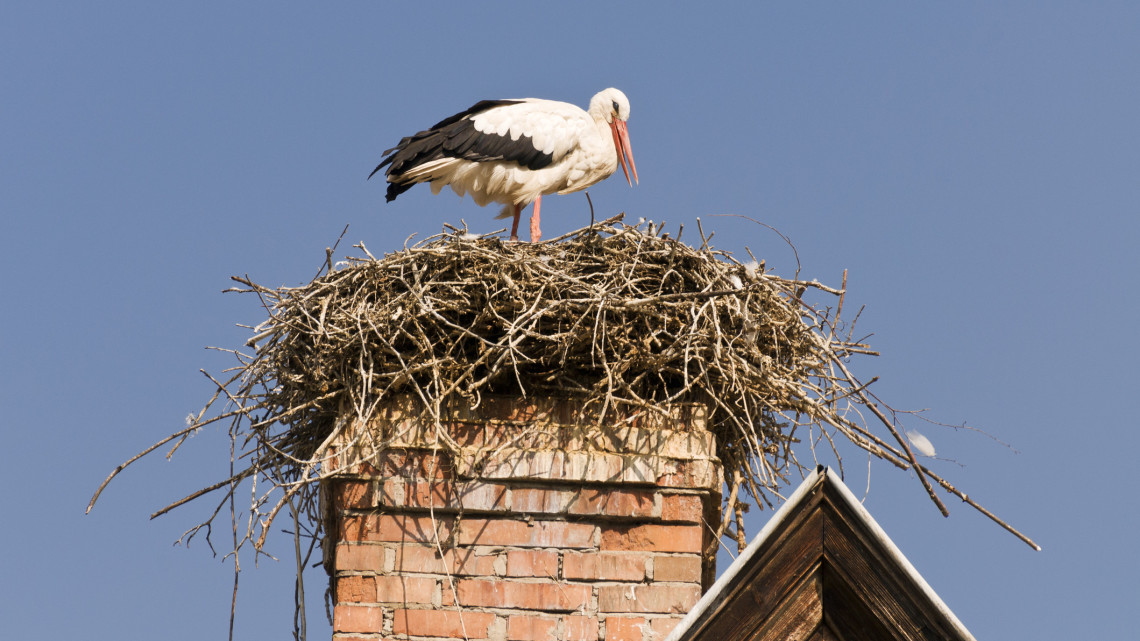 Ezen a kutatók is meglepődtek: váratlan dolog derült ki a magyarországi gólyákról