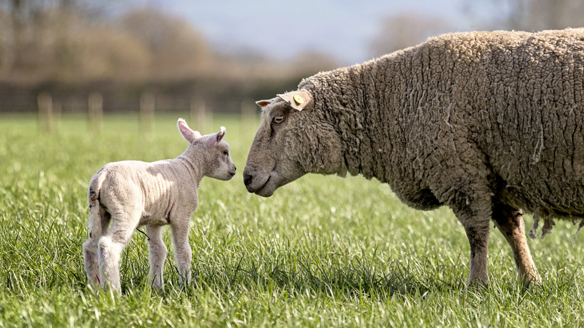 Máris húsvétra készülnek a magyar juhászok: ettől lesz idén különleges a bárányszezon