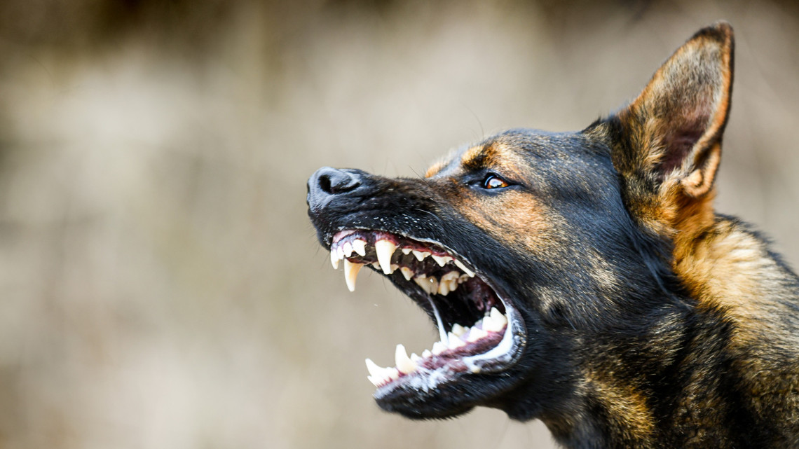 Kutyáktól rettegnek Csongrád-Csanád vármegyében: az ebek már az emberekre is rátámadnak