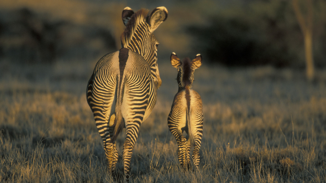 Cukiságfaktor kimaxolva: különleges zebrák születtek a Nyíregyházi Állatparkban
